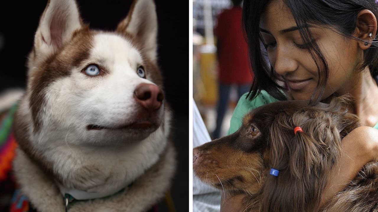 Estudiante india escapó de Ucrania junto a su perrita: tuvo que cargarla por varias millas