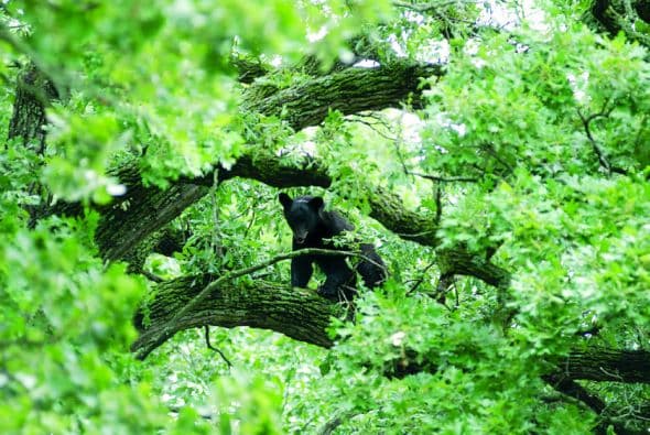 Se le recomienda dejarlo solo y no tomarle fotgrafías. Foto:(Earleen Hinton/ehinton@shawmedia.com)