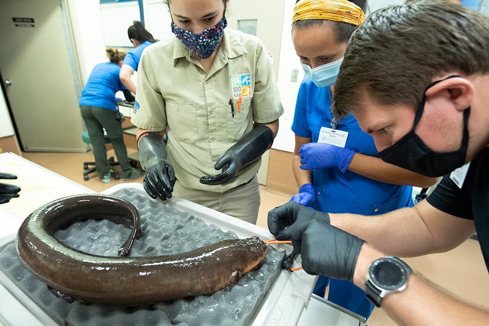 Los equipos especializados y la doctora Marissa Bezjian, veterinaria asociada del Zoológico de Miami, le realizaron una cirugía a “Tesla” para remover varios tumores que se han formado en su cuerpo, y a los que se le realizarán biopsias y cultivos para determinar de qué se tratan. 
<br>