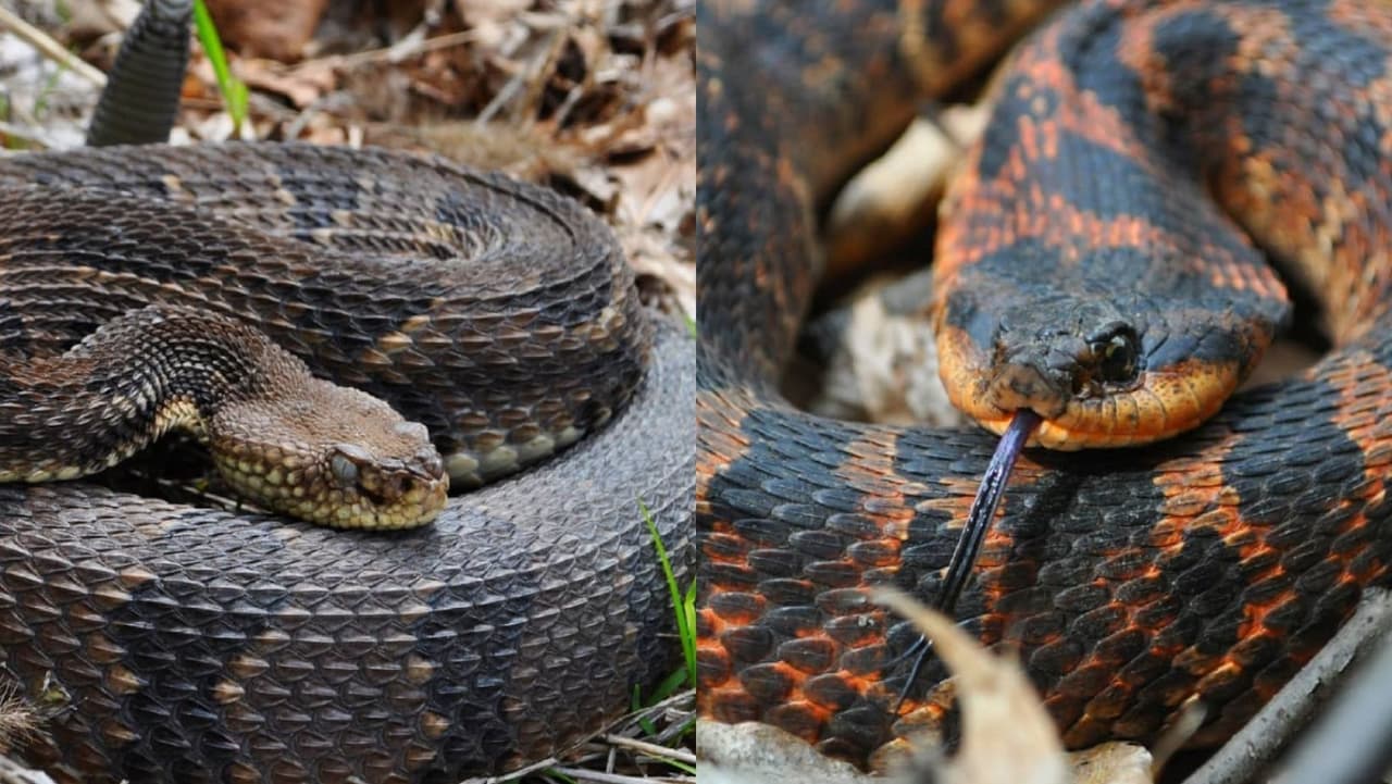 En el ecosistema de Pensilvania habitan más de 21 especies de serpientes, de las cuales tres son venenosas: Cabeza de Cobre (
<b>Copperhead)</b>, Cascabel de Madera (Timber Rattlesnake) y Massasauga Oriental (Eastern Massasauga).