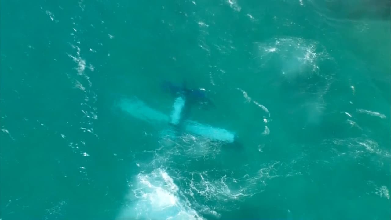 Avioneta cae al mar cerca de Haulover Beach