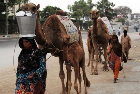 Una mujer nómada paquistaní lleva un cubo conleche de camello en su cabeza para la venta en Karachi.