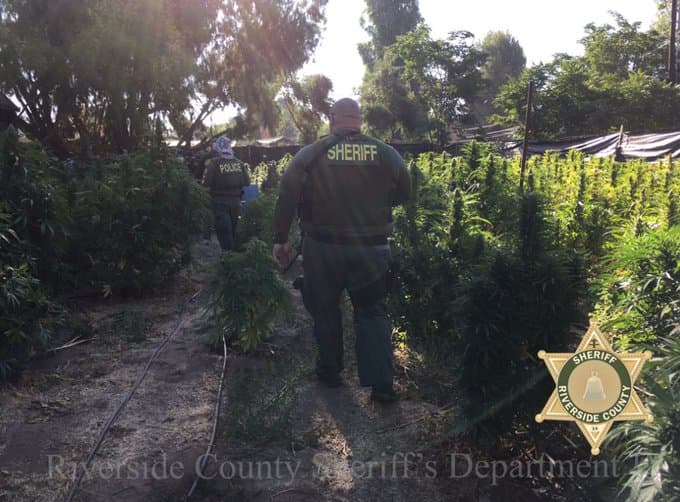 Este plantío ilegal de marihuana fue descubierto en Riverside, California, en julio de 2019. Confiscaron 5.9 toneladas de esa hierba y arrestaron a diez personas.