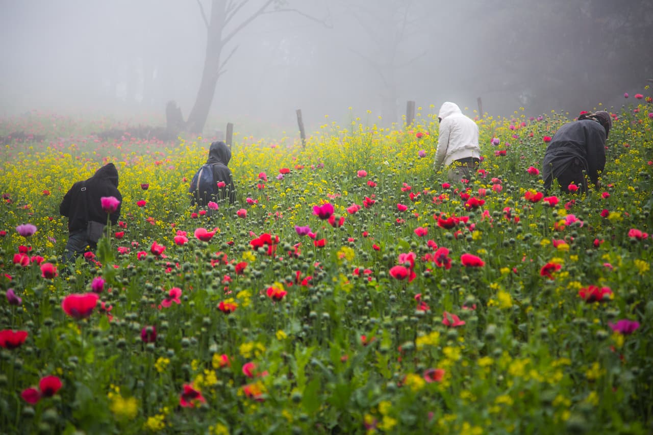 En Fotos: Así son los campos mexicanos donde se cultiva amapola, la flor de la que provienen los opioides 