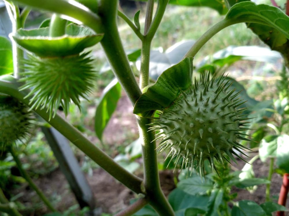 Por lo general del toloache se usa la raíz, la hoja de la planta y la semilla de la fruta, que es donde se encuentra la mayor concentración de atropina y escopolamina, dos alcaloides tropanos que causan delirios y alucinaciones. Se muelen y se preparan en infusiones o tés para beber, o en esencias para estos rituales tan peligrosos.