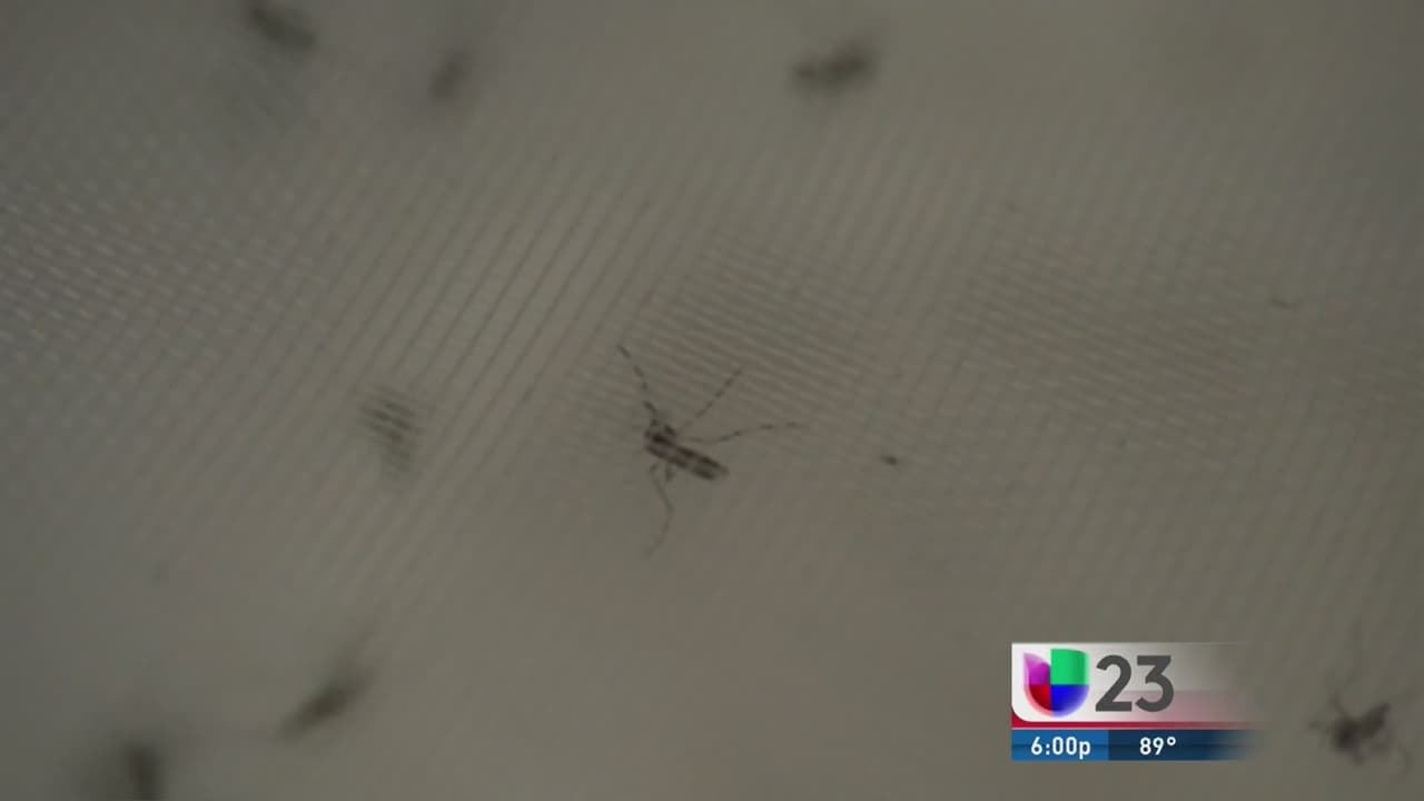 Autoridades advierten a mujeres embarazadas a no visitar Wynwood