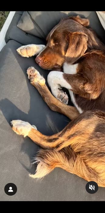 "No saben las
<b> ganas que tengo de llevármelo a Miami</b> y darle el hogar que acá no tiene", compartió.
<br>