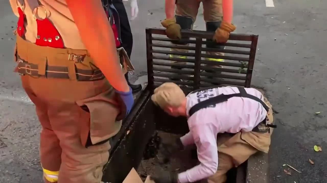 Bomberos rescatan familia de patitos atrapada en una alcantarilla en Orlando