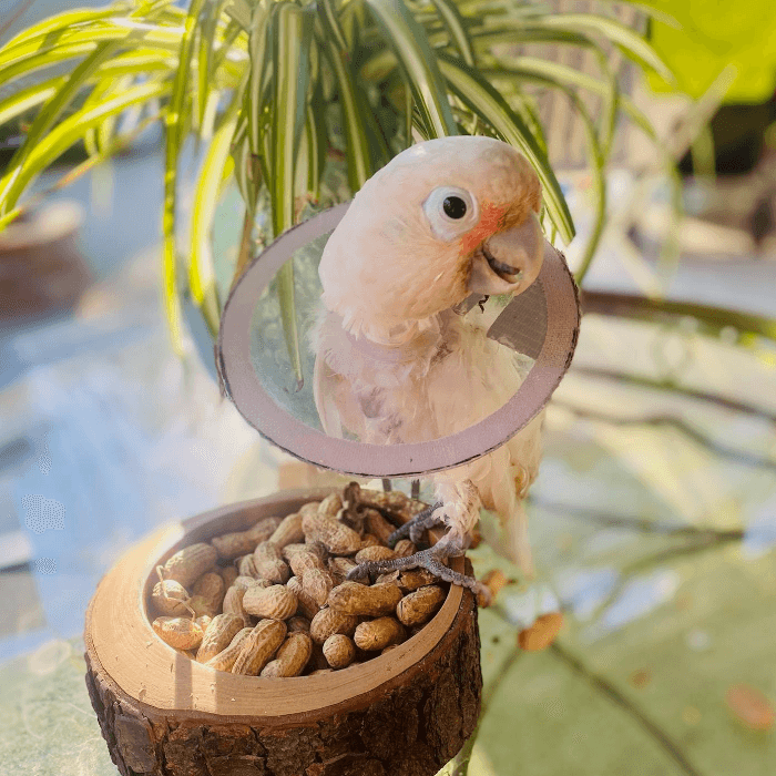 Arturo es una hermosa cacatúa, adoptada hace 10 años, por nuestra compañera Evelyn Palma.