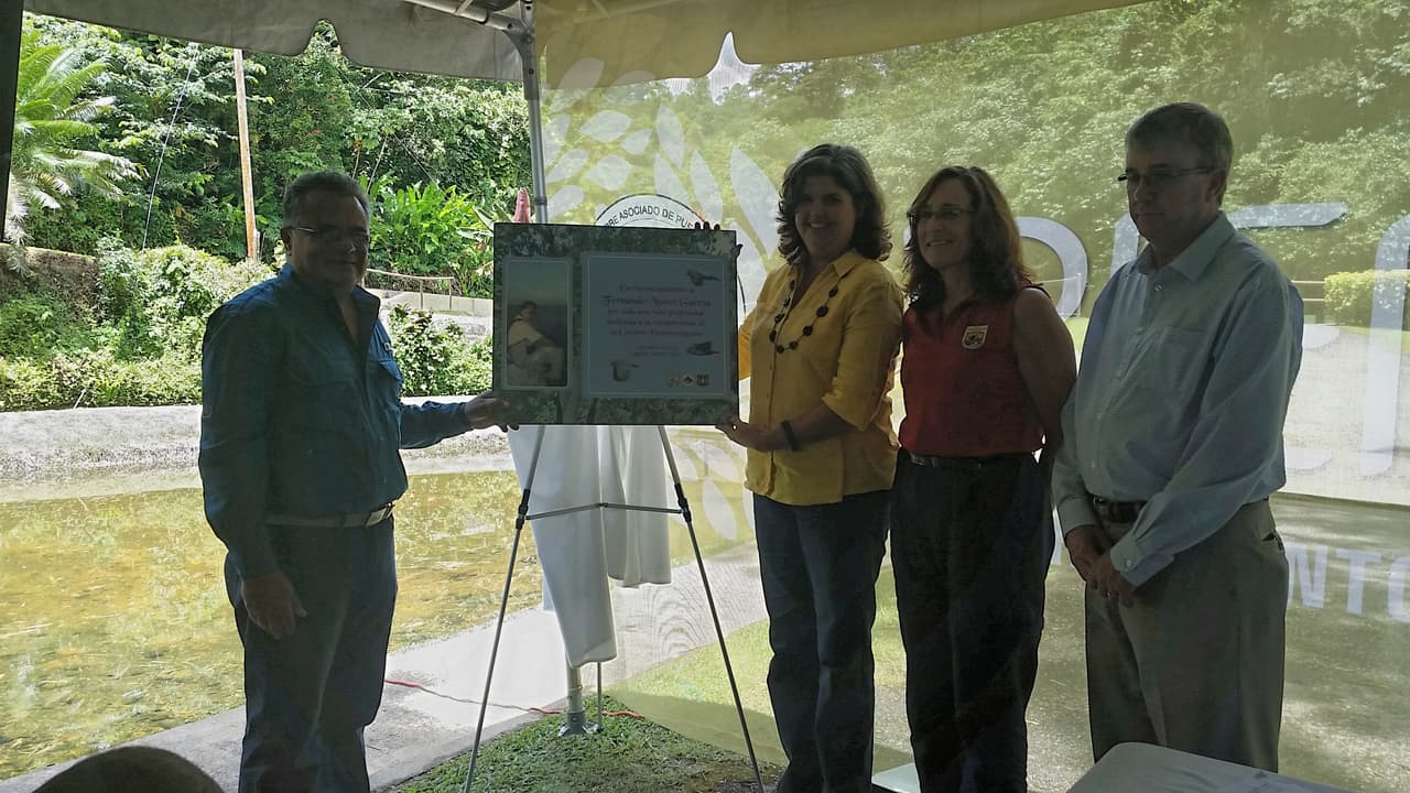 Cotorras puertorriqueñas en el Bosque Estatal de Mtaricao