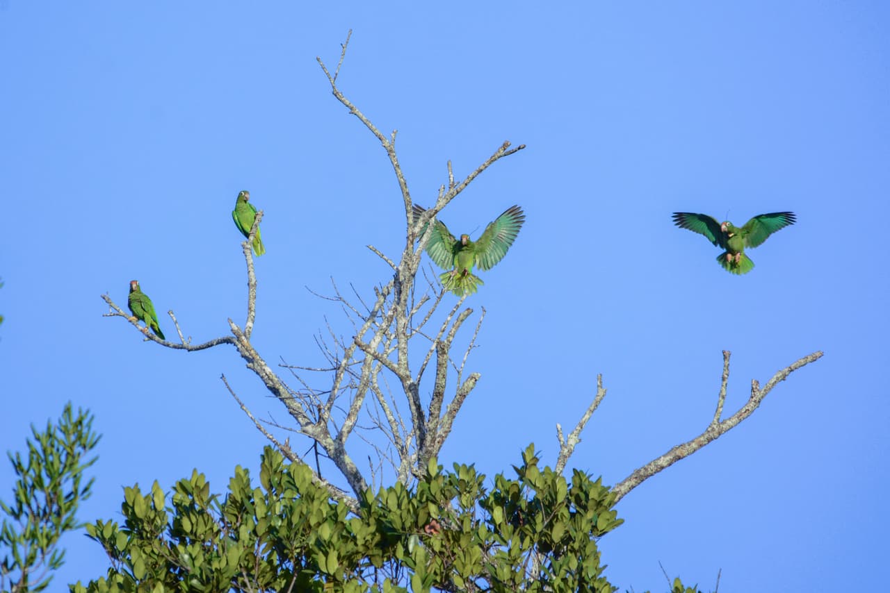 Cotorras puertorriqueñas en el Bosque Estatal de Mtaricao