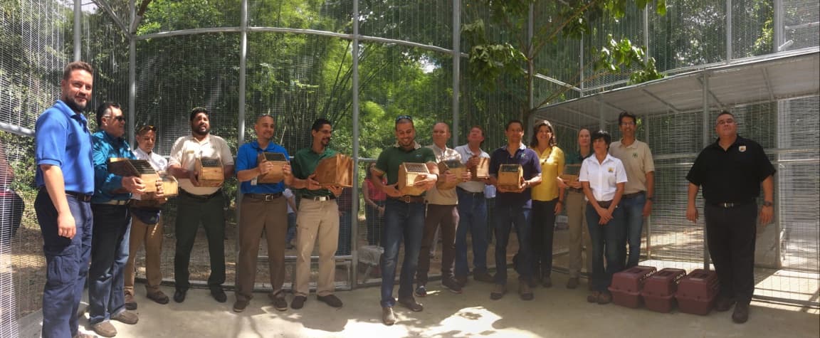 Cotorras puertorriqueñas en el Bosque Estatal de Mtaricao