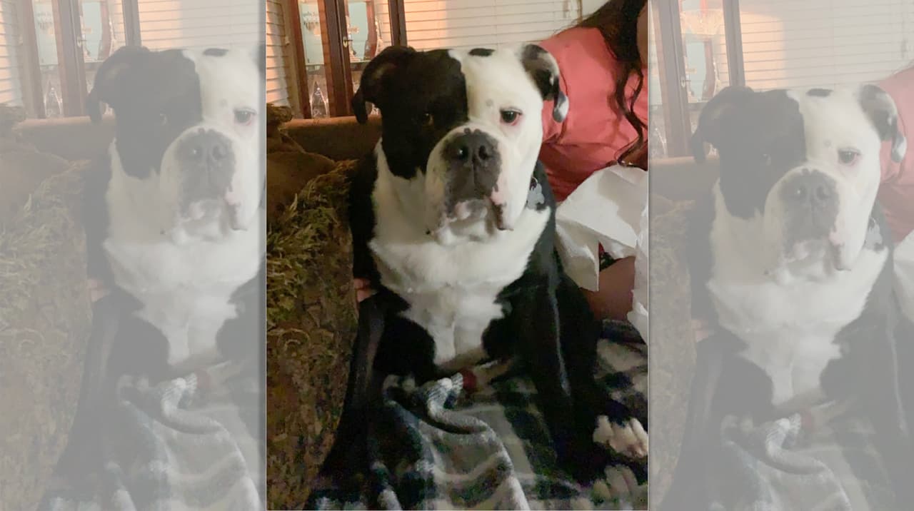 Arrestan a veterinaria del condado Williamson por crueldad animal 