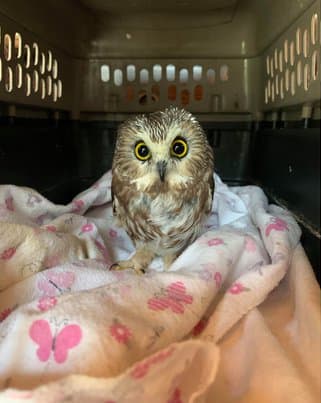 El martes por la mañana, los neoyorquinos descubrieron un adorable (¿o espeluznante?) secreto dentro del árbol de Navidad de Rockefeller: una pequeña lechuza.