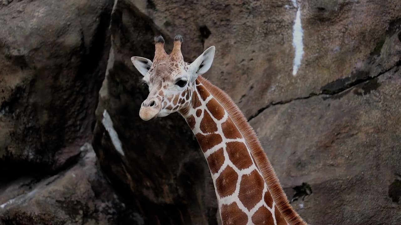 Los planes incluían capacitar a Bea para que se subiera de manera segura al remolque, crear planes de contingencia y encontrar un transportista de animales profesional con experiencia
