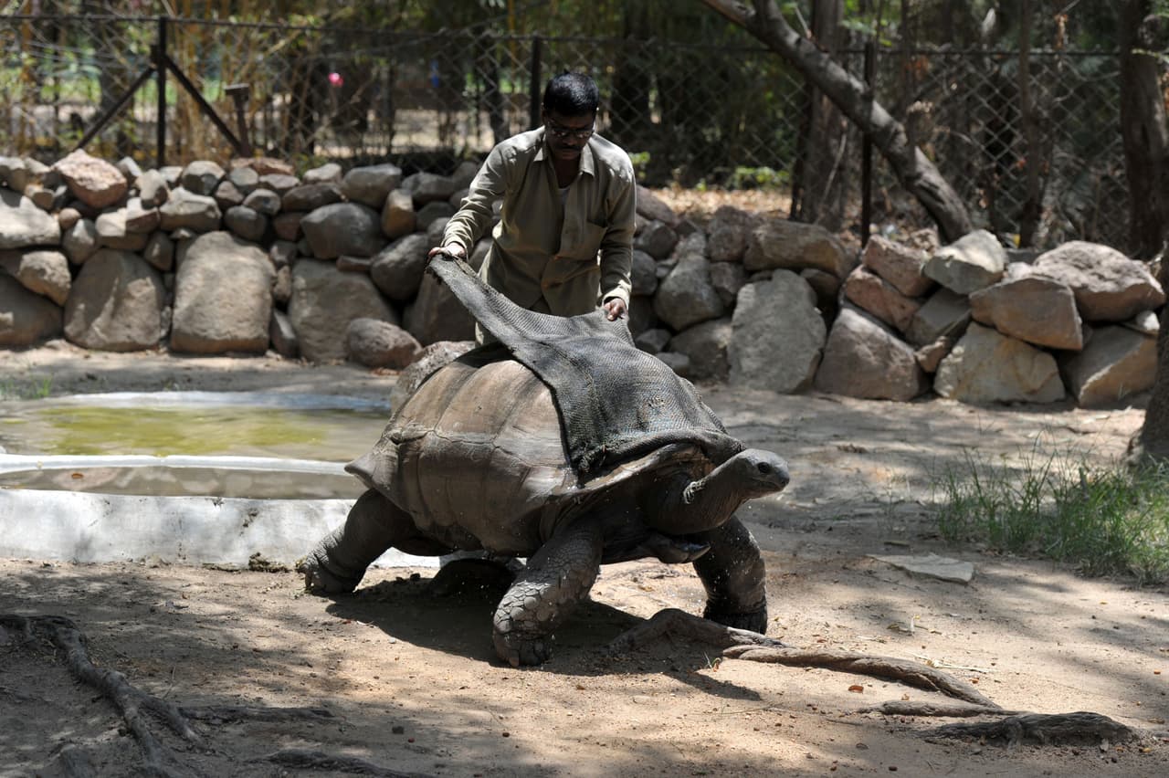 El cuerpo de los seres vivos es un aire acondicionado. Para que funcione bien, se deben mantener los “tanques” llenos de agua fría o a temperatura ambiente. Eso es mucho más efectivo que aplicar cosas frías al exterior del cuerpo. Excepto si eres tortuga, que necesitas ayuda con ambas. Esto ocurre en la India, en el parque de rescate animal Nehru Zoological en Hyderabad.