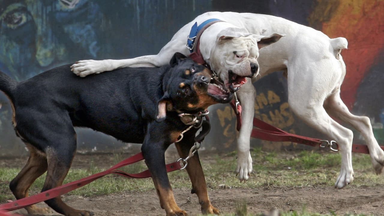 Niña de 2 años muere tras ser atacada por tres perros de raza Rottweiler al interior de una casa 