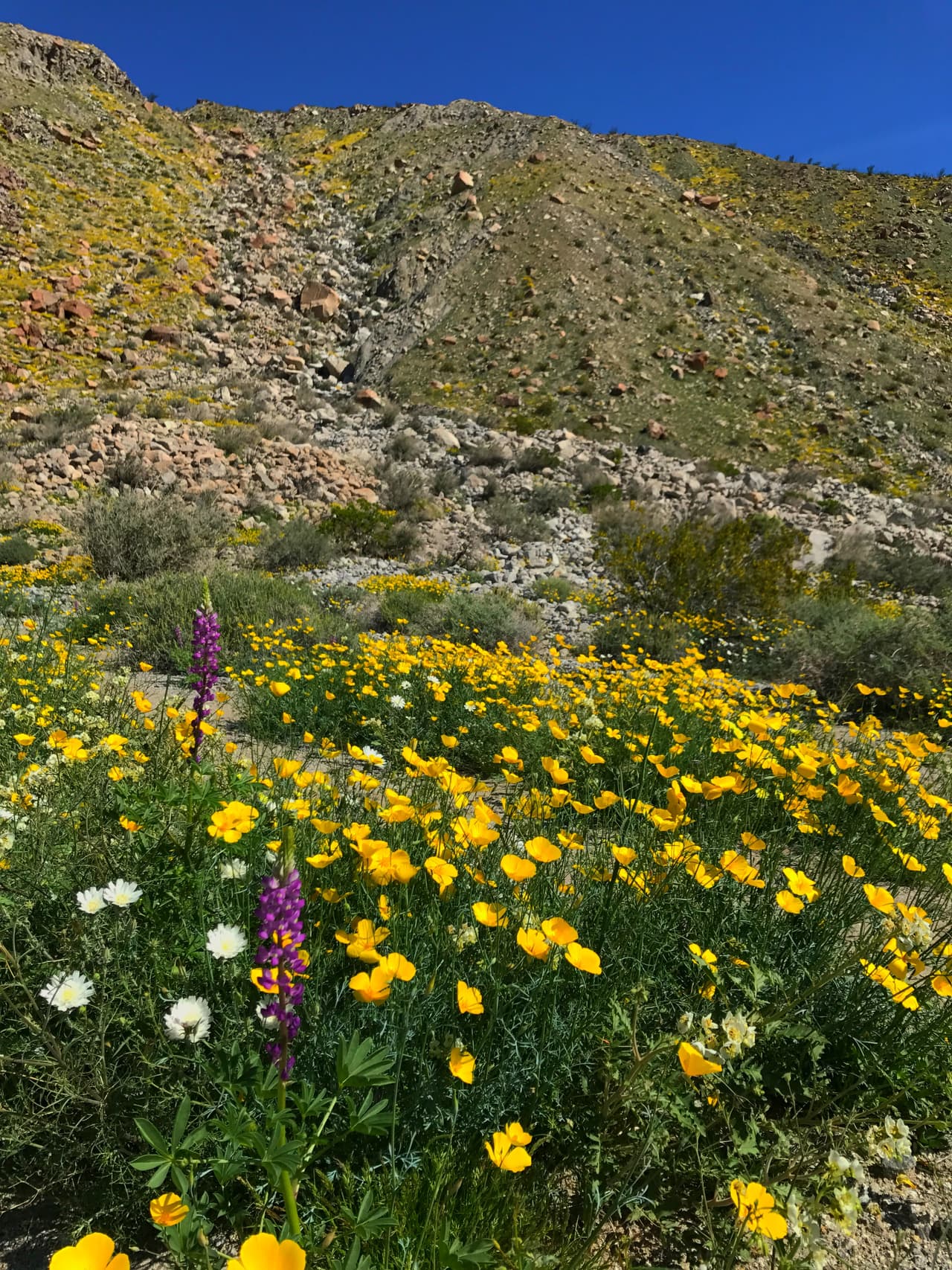 La floración suele iniciar en febrero y puede extenderse durante el mes de abril.