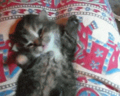 Waking Up GIF