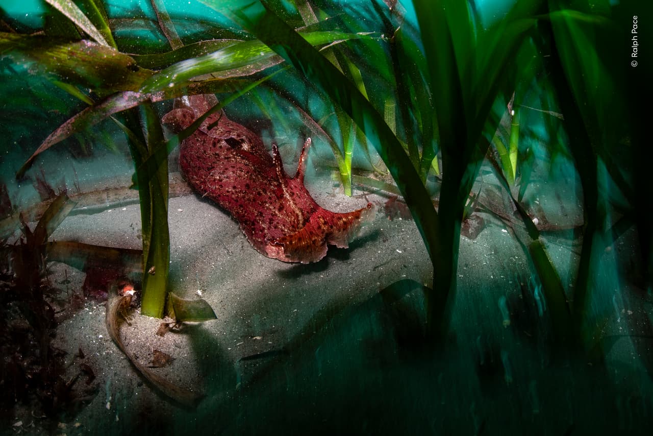 «Protector del océano», de Ralph Pace (EEUU), se hizo con la mención de honor en la categoría de humedales.
<br>
<br>En la imagen, capturó a una liebre de mar deslizándose por una pradera de zostera en la bahía de Monterrey.
<br>
<br>En las aguas poco profundas de la bahía de Monterrey, en la costa del Pacífico de Estados Unidos, la luz del atardecer perfila la silueta que dio nombre a este molusco gasterópodo: liebre de mar. Ralph quería retratar una escena inesperada y esperanzadora: la de «un gigante apacible protegiendo las últimas praderas verdes del mar».
<br>
<br>Las liebres de mar desempeñan un papel fundamental en la restauración de las praderas de zostera al alimentarse de las algas rojas que impiden que la luz solar llegue a dichas praderas. La zostera es vital para los ecosistemas costeros y constituye un importante sumidero de carbono.
<br>
<br>La fotografía fue tomada en la Bahía de Monterrey, California.
