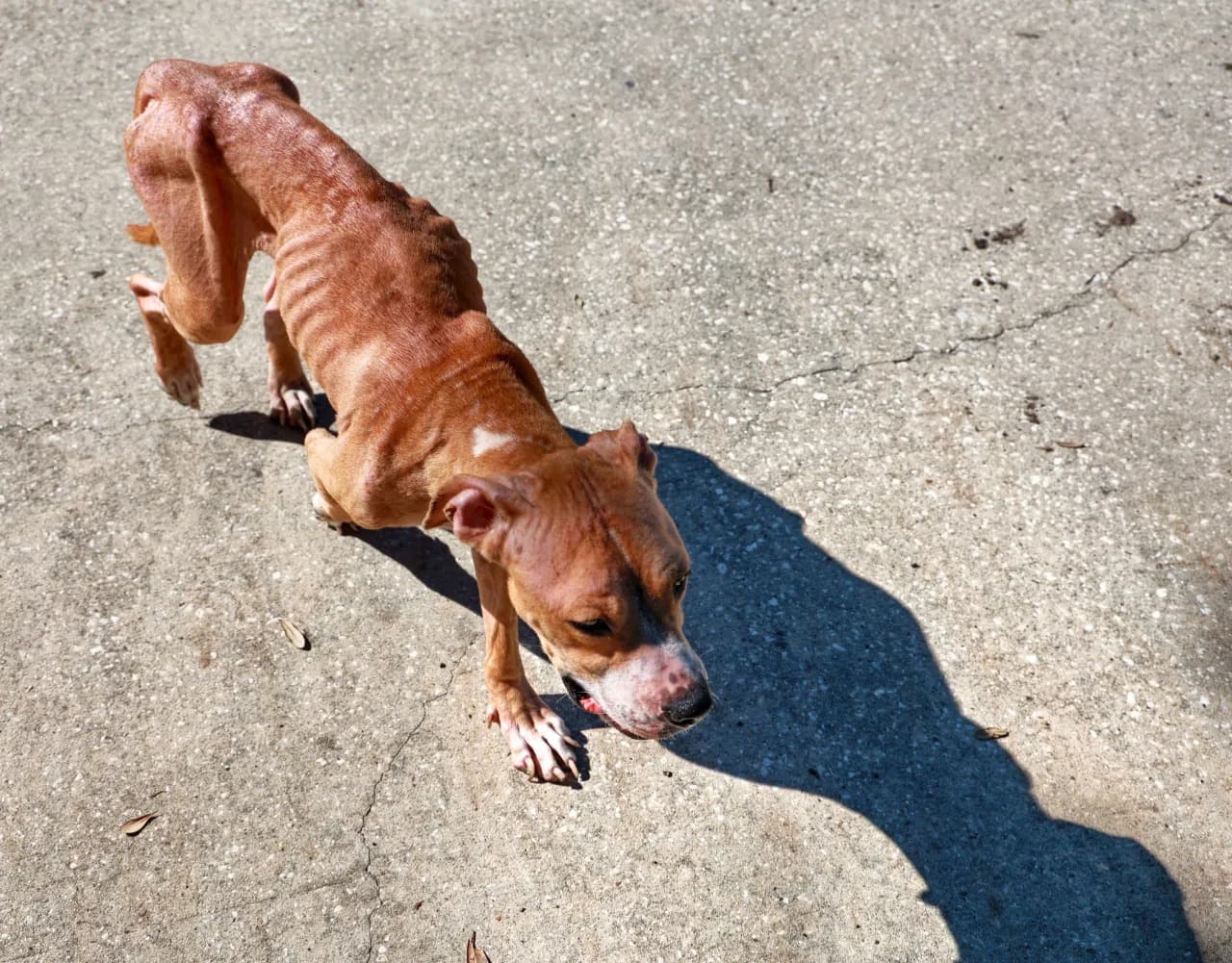 El refugio no puede poner en adopción a las mascotas que sufrieron maltrato animal. Sin embargo, el público puede ayudar a los servicios animales de Seminole adoptando y liberando espacios.