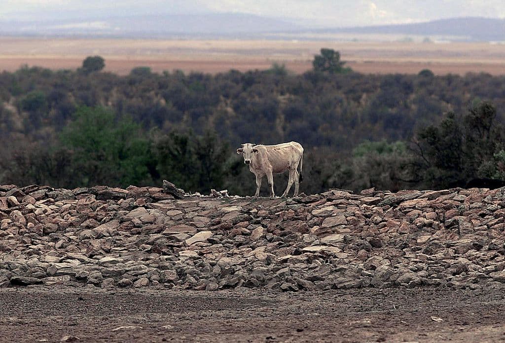 <b>Puesto 7. Chihuahua | Almacenamiento: 58%</b>
<br>
<b> </b>
<br>En las diez principales presas ubicadas en este norteño estado fronterizo con Estados Unidos, únicamente dos superan el 50% de su capacidad. El resto oscila entre el 49% y el 15%.
<br>
<br>En la imagen, una vaca busca agua junto a una fuente durante una sequía en el estado de Chihuahua.