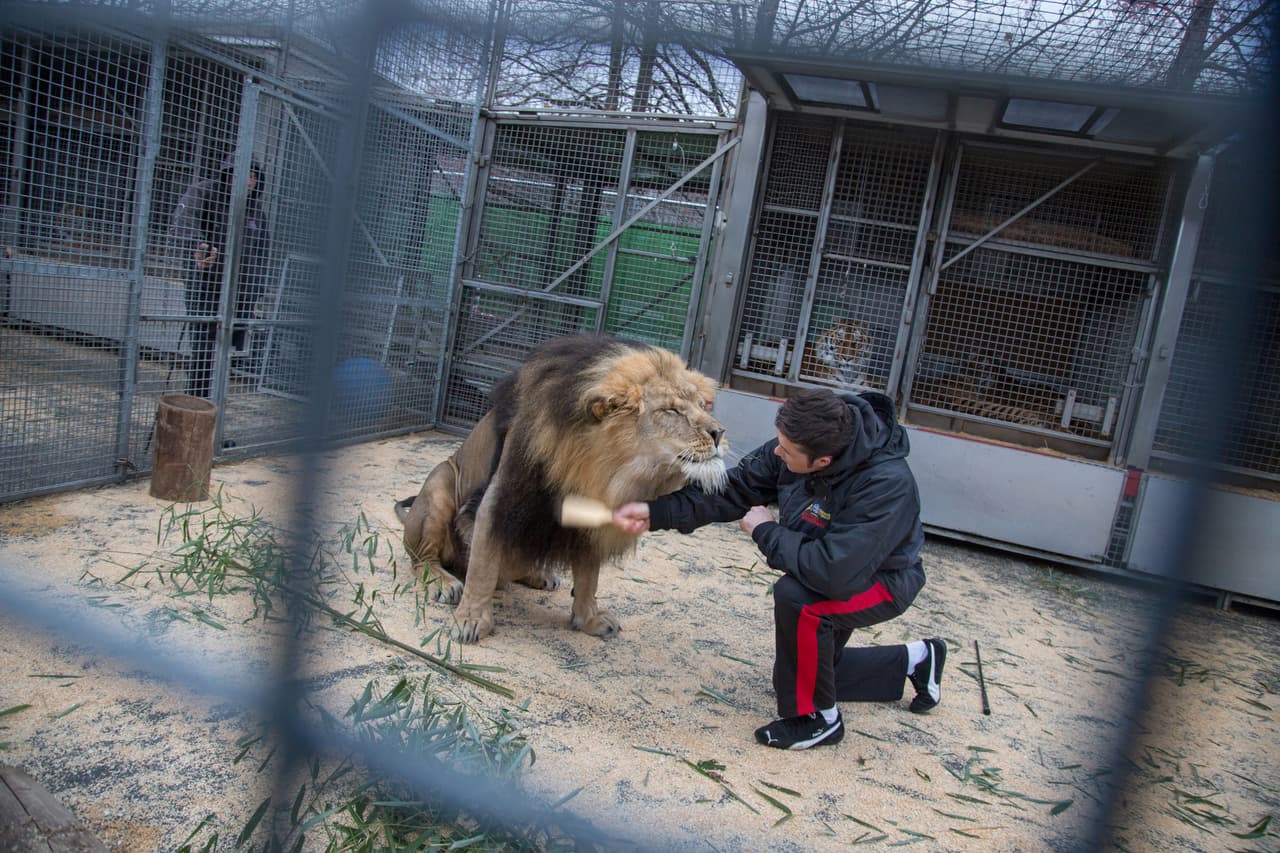 El entrenador de felinos y presentador Alexander Lacey cepilla la melena de león Masai antes de una actuación. Los empleados del circo Ringling Bros. y Barnum & Bailey pasan 44 semanas del año viajando un promedio de 20.000 millas en tren. Es una vida de corta distancia y un riguroso entrenamiento, una vida que muchos de los artistas comenzaron en la infancia. Su trabajo consiste en convencer al mundo de que el circo sigue siendo importante.