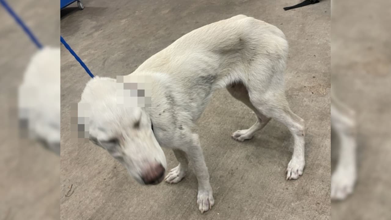 La policía
<b>encontró a 10 perritos desnutridos y con heridas graves en una iglesia al sur de la ciudad de DeSoto</b>. El responsable ya fue arrestado. Todo ocurrió la noche del viernes 25 de julio, cuando los oficiales fueron llamados por alguien que vio a un hombre acampando sin permiso en
<a href="https://g.co/kgs/SbKnSZi" target="_blank">una propiedad de W. Parkerville Road</a>. Al llegar, la policía encontró a Timmy Anderson, de 26 años, quien dijo que
<b>estaba viviendo ahí sin permiso y que tenía a los perros en un corral improvisado.</b>