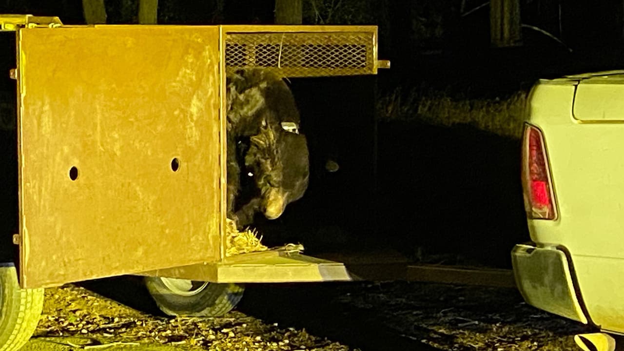 Los servicios públicos de la casa del propietario fueron restaurados y el espacio de acceso se tapió de manera segura y ahora es a prueba de osos. El CDFW ofrece 
<a href="https://wildlife.ca.gov/HWC/Black-Bears?fbclid=IwY2xjawIaB_xleHRuA2FlbQIxMAABHVnd9zbFoShzYfJQo4jR0F9WErIuuVpdkbb8XL-E5hwvIyoekVg8OFmWPQ_aem_NXWQXlstolSw-ifvVTVclQ#586893620-preventing-conflicts" target="_blank">consejos de cómo disuadir a los osos</a> de que hagan guaridas en las viviendas, sobre todo antes de los meses de invierno.