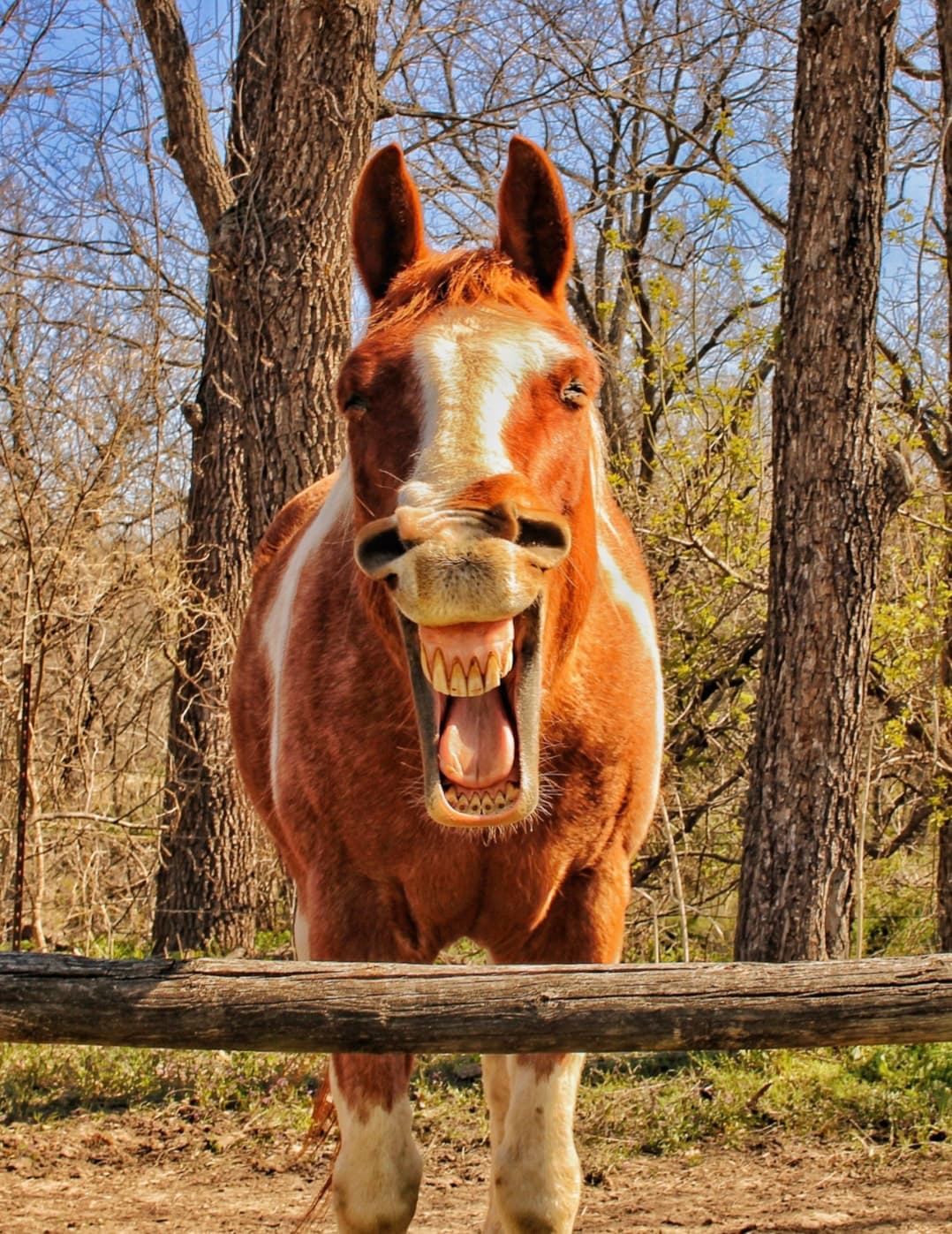 <b>‘Buenos días’</b>
<br>
<br>“Me gusta visitar los caballos del establo antes de comenzar mi caminata por el parque, esta es la respuesta que recibí cuando saludé”, contó la autora de la imagen.
<br>