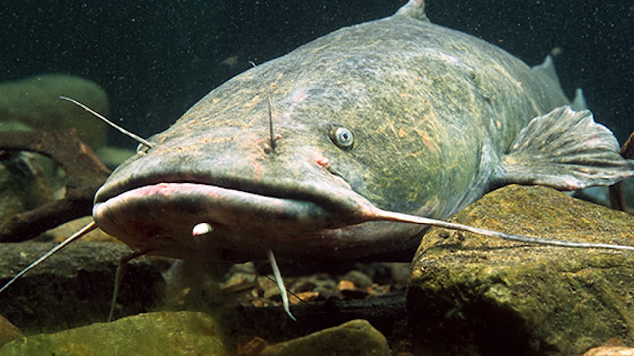 Niño es hospitalizado de emergencia tras ser golpeado por un bagre