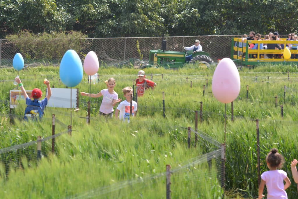 <b>“Easter Springtime Festival” en Underwood Family Farms</b>
<br>Los niños también podrán tomarse fotos con un conejo de Pascua, con una canasta de Pascua gigante, jugar en un laberinto, entrar a un pajar gigante, entre muchas otras actividades.
<br>
<br>Moorpark
<br>30 de marzo – 22 de abril
<br>$8 - $12
<br>
<a href="https://underwoodfamilyfarms.com/easter-on-the-farm/" target="_blank">https://underwoodfamilyfarms.com/easter-on-the-farm/</a>