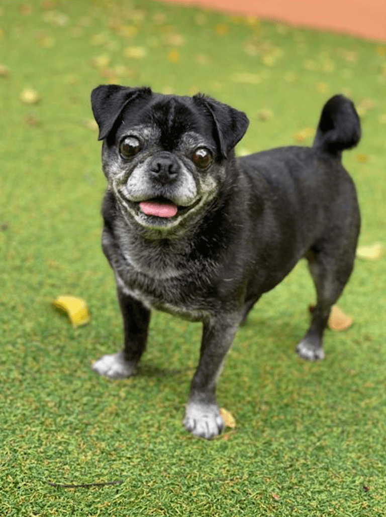 Oliver, tiene 10 años y es la inseparable mascota de nuestro compañero del equipo de Noticias 23, Miguel Fernández.