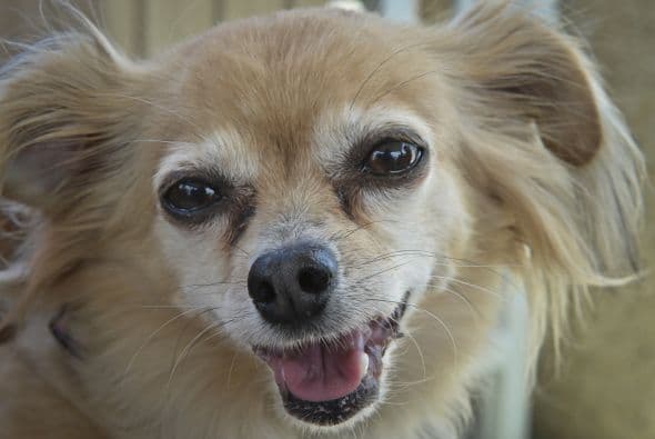 Decenas de perritos se disfrazaron y personificaron en tradicionales vestimentas para festejar el 5 de Mayo.