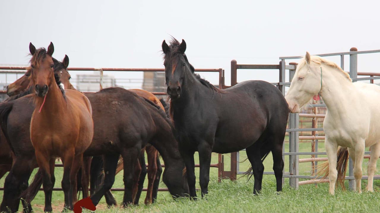 Texas te dará hasta $1,000 si adoptas un burro o caballo salvaje y lo llevas a tu vivienda