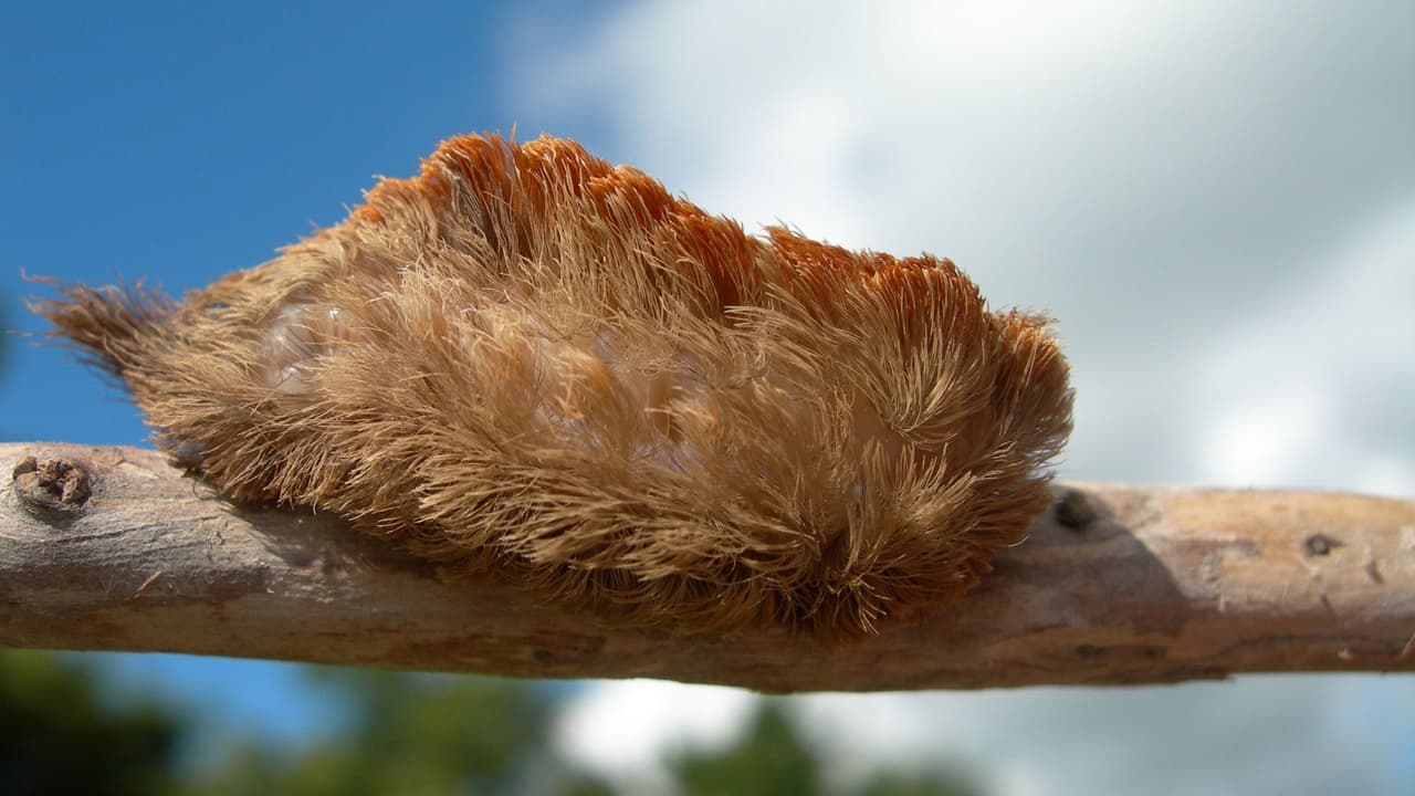 Aumenta presencia de oruga de Florida que parece un peluche pero es venenosa