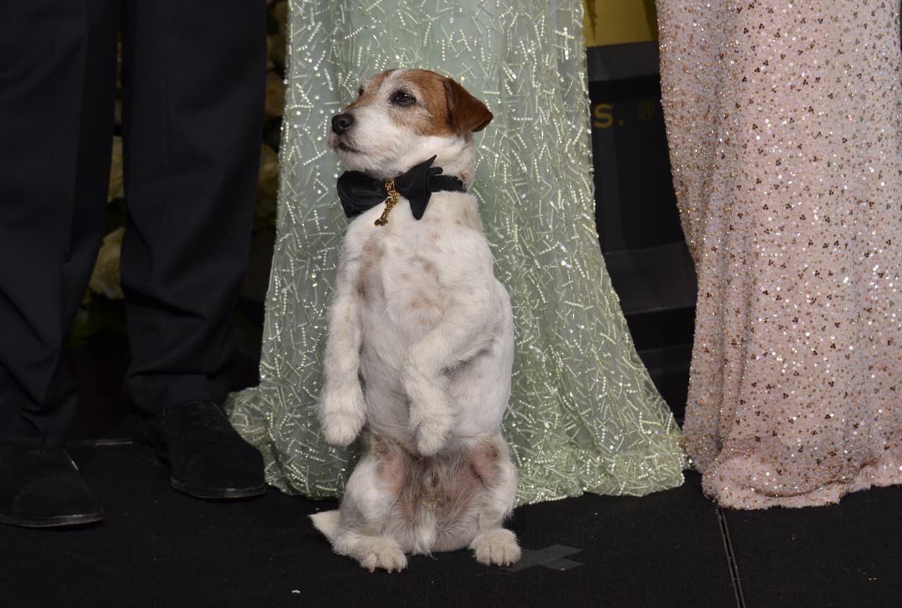 Uggie, una verdadera estrella, será recordado como uno de los perritos actores más encantadores de todos los tiempos.