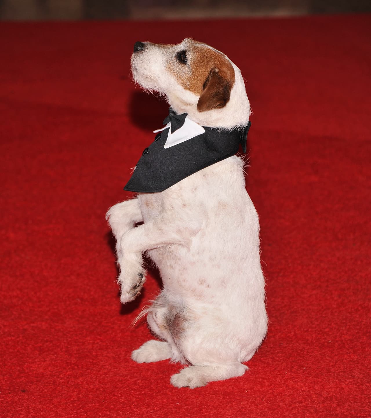 El cachorro sufría de dolores, por lo que dormirlo fue la solución para brindarle la paz que necesitaba.