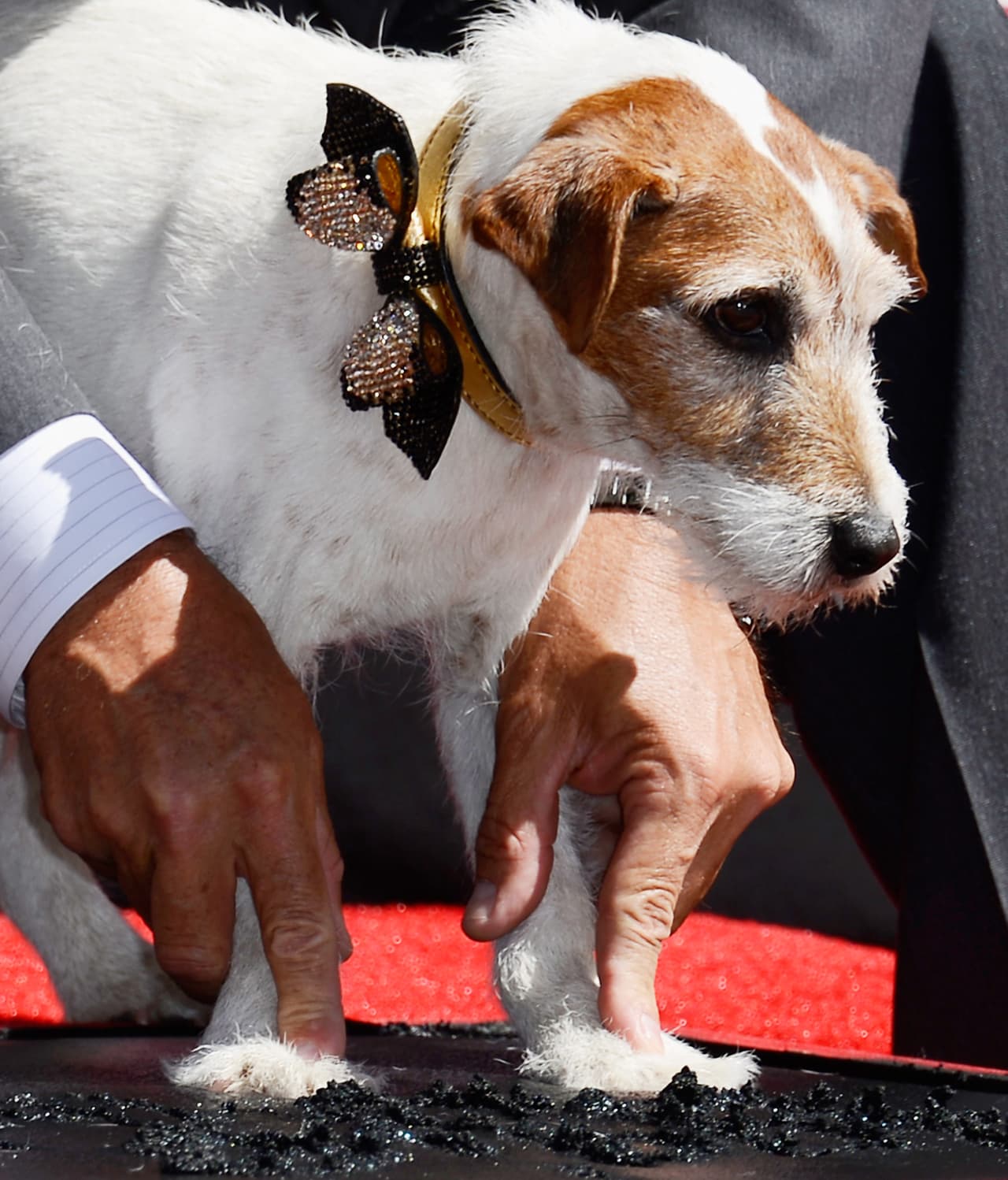 El can inspiró siempre gentileza, energía y confianza a quien estaba a su lado.