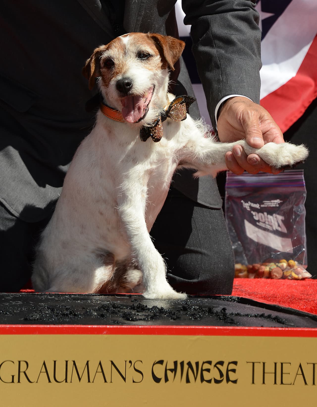 Incluso inmortalizaron sus patitas en un gran evento en el Paseo de la Fama de Hollywood.