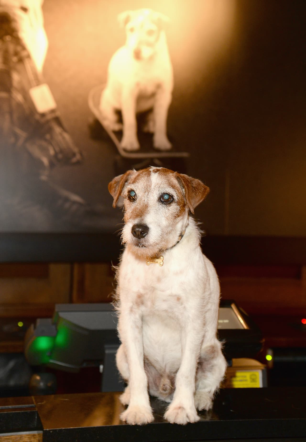 Sin embargo, su destino cambió cuando el famoso entrenador de animales actores, Omar von Muller, lo descubrió.