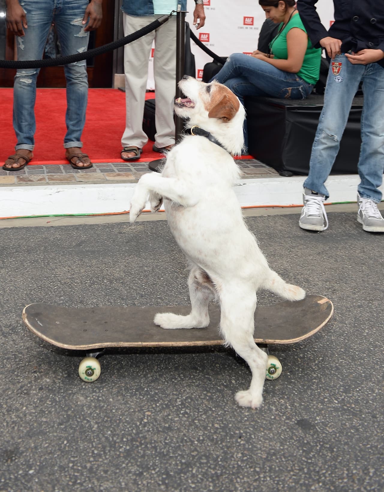 El Jack Russell nació en el 2002 y quedó a cargo de una perrera.