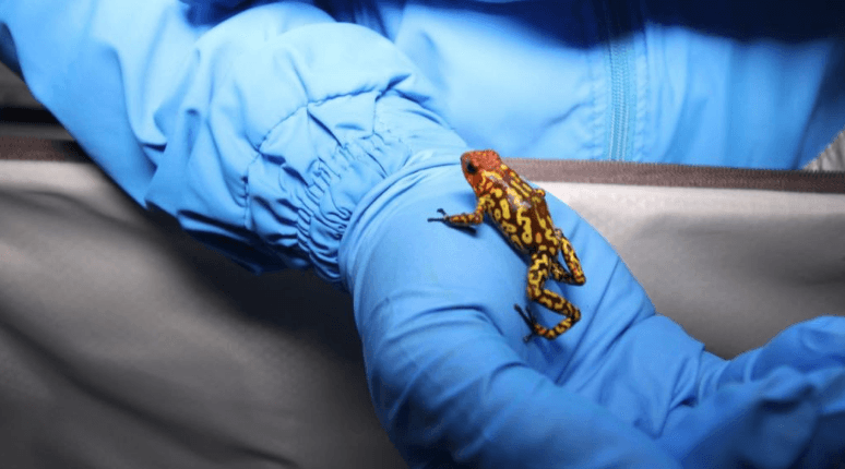 Según su declaración, le había comprado un pasaje para llevar los animales desde Bogotá a Sao Paulo y, desde allí, otro para viajar a Europa.