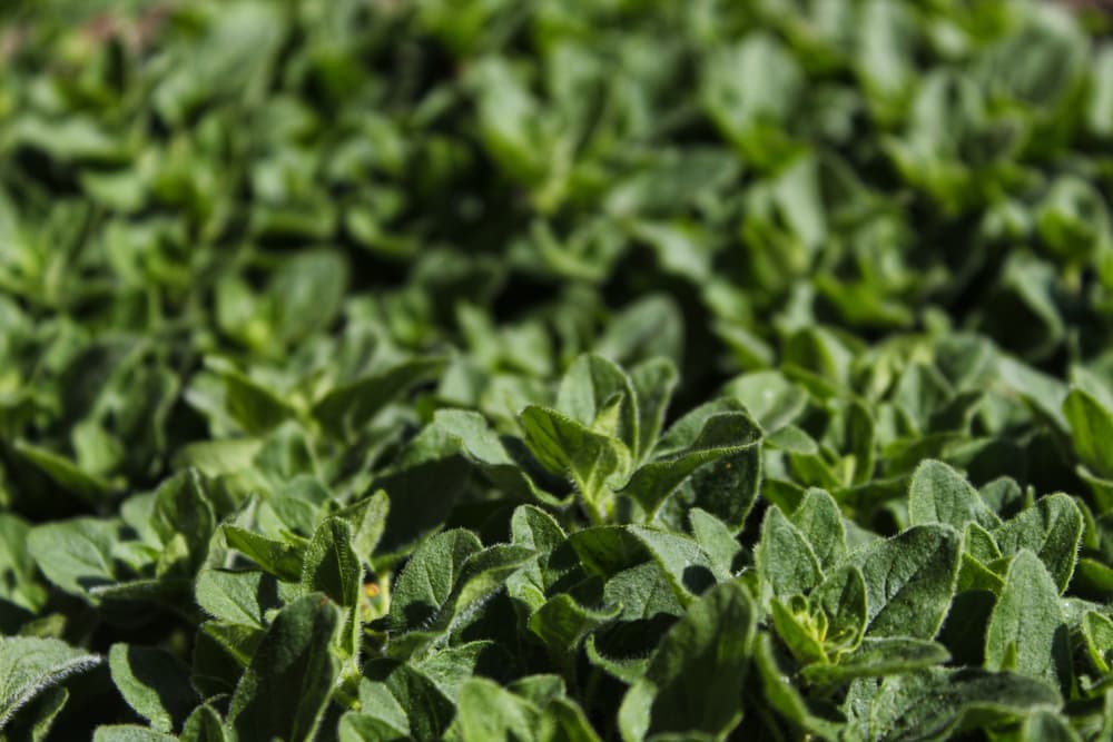 El orégano también sirve como una manera de abrirnos caminos o alejar obstáculos de nuestro camino. Los despeja de toxicidad. Aleja todo aquello que nos impide avanzar en la dirección que deseamos.