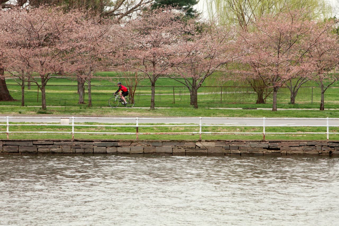 En East Potomac Park también encontrará árboles Fugenzo y Shirofugen. 
<b>Los cerezos Fugenzo florecen con flores dobles de color rosa rosado.</b> Los árboles Shirofugen también florecen con flores dobles, blancas cuando las flores están abiertas y con el tiempo se vuelven rosadas.