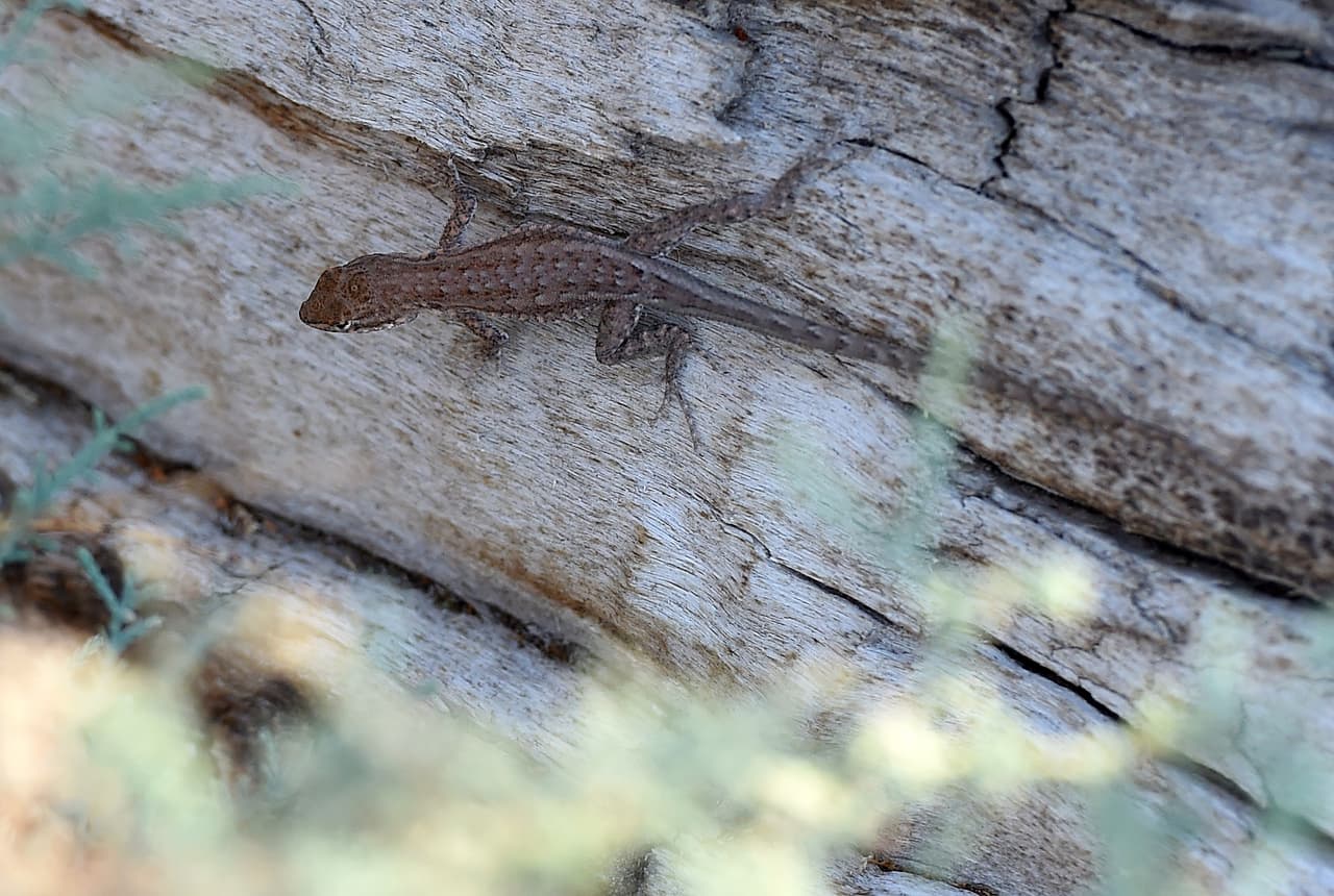 Descubren nueva especie de lagartija extinta en Texas