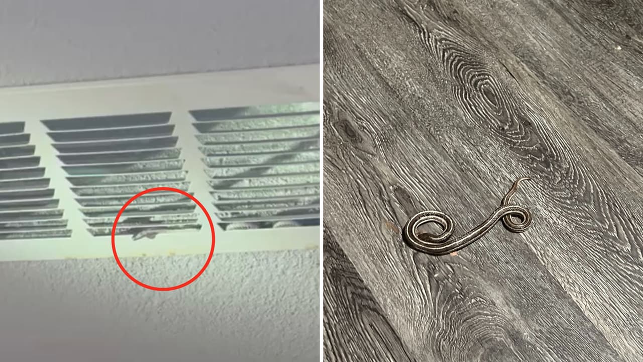 “Estábamos gritando”: familia es sorprendida por serpiente asomada de las rendijas del aire acondicionado