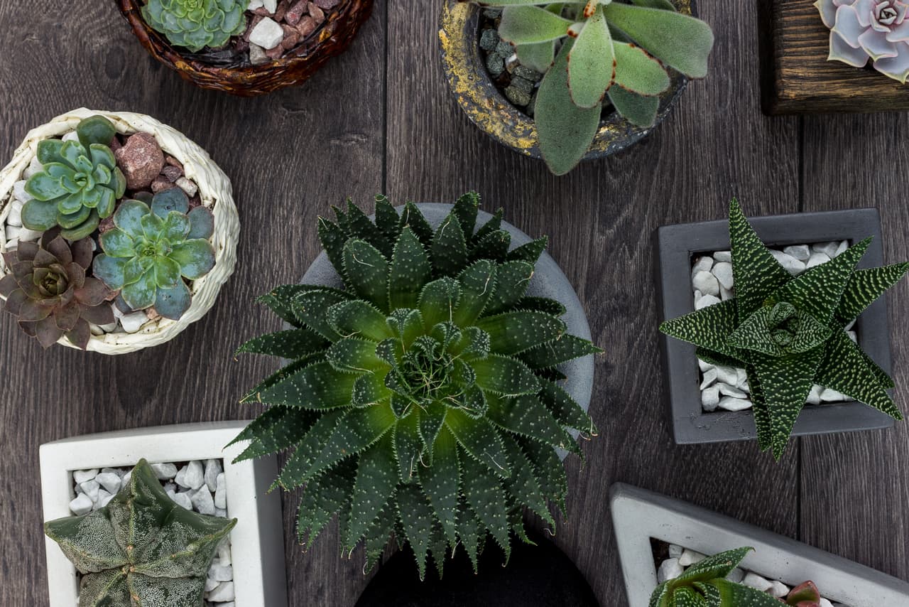 La realidad es que los cactus son plantas vistozas y poco exigentes, pues se adaptan bien tanto dentro como fuera de tu casa.