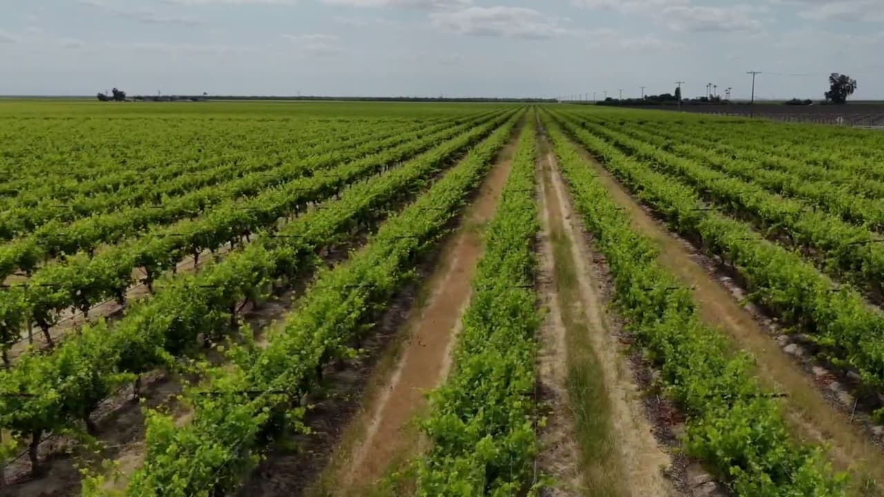 Campo en crisis: 900 mil campesinos en California viven con bajos salarios