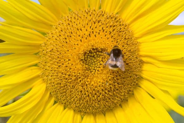 Un girasol, además de atraer buena fortuna y prosperidad, ahuyentará todo lo malo en tu vida.